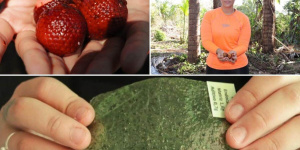 Estudante brasileira cria bioplástico ecológico feito de buriti